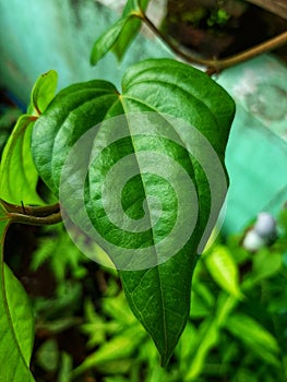 The betel, Piper betle, is a species of flowering plant in the pepper family Piperaceae, native to Southeast Asia.